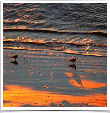 Shore Birds - Wading Shore Birds - Wading